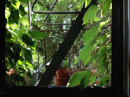 Julia's view looking out of a window onto a fire escape filled with plants and lush vines covering the exterior walls